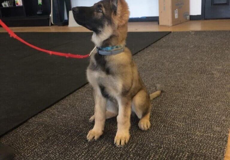 Images Baxters K9 Complex