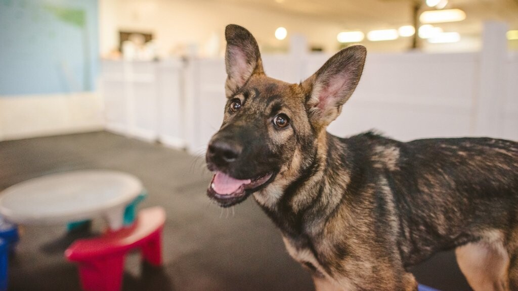 Images Baxters K9 Complex