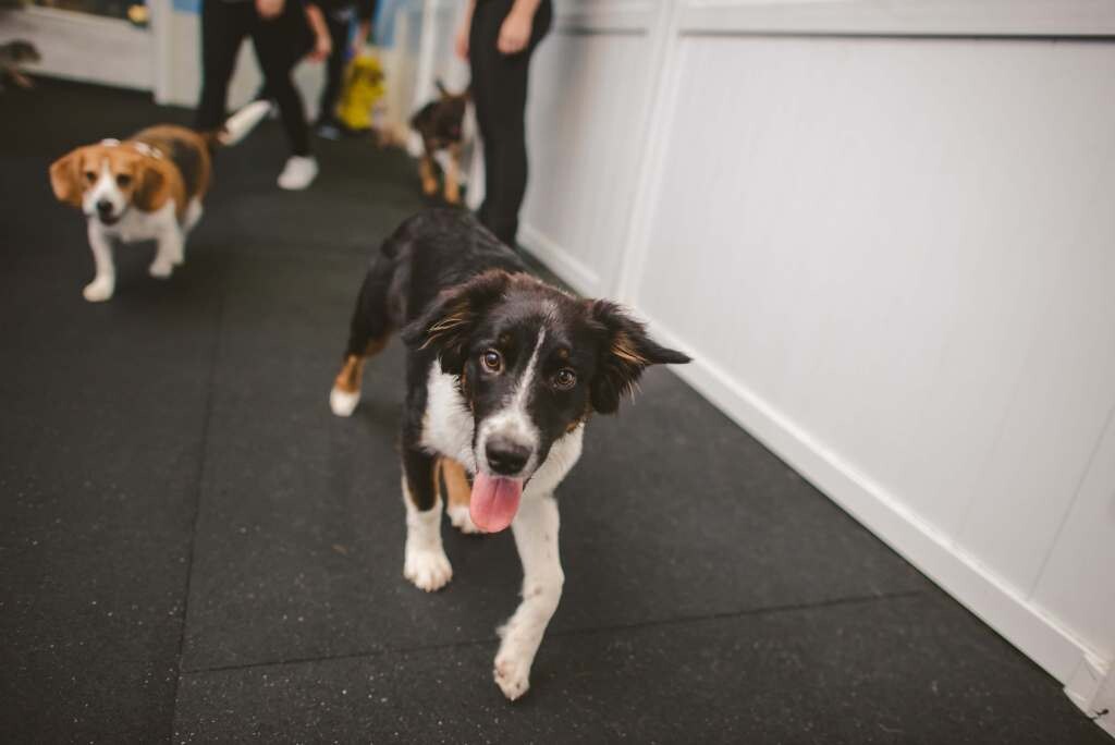 Images Baxters K9 Complex
