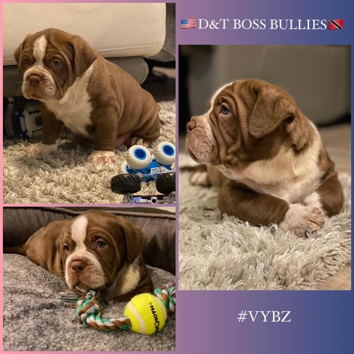 Images D&T Boss Bullies