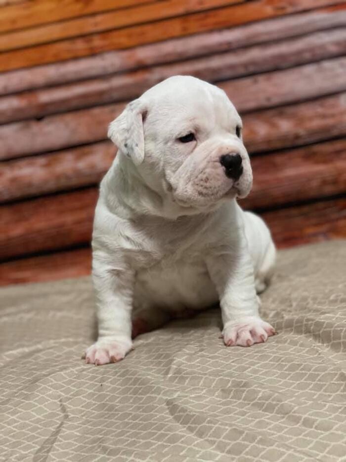 Images D&T Boss Bullies