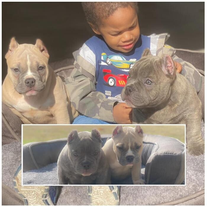 Images D&T Boss Bullies