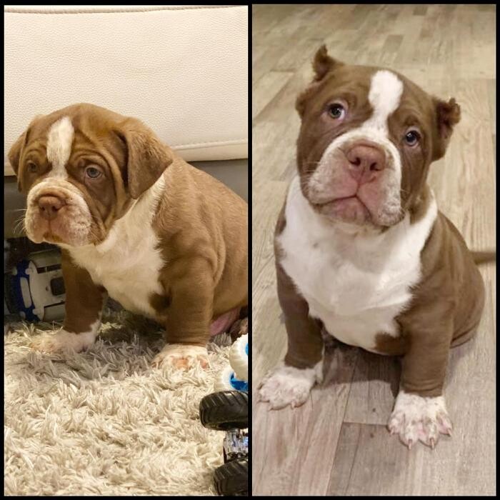 Images D&T Boss Bullies