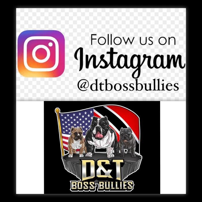 Images D&T Boss Bullies