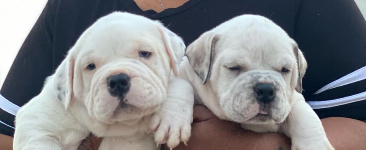 Images D&T Boss Bullies