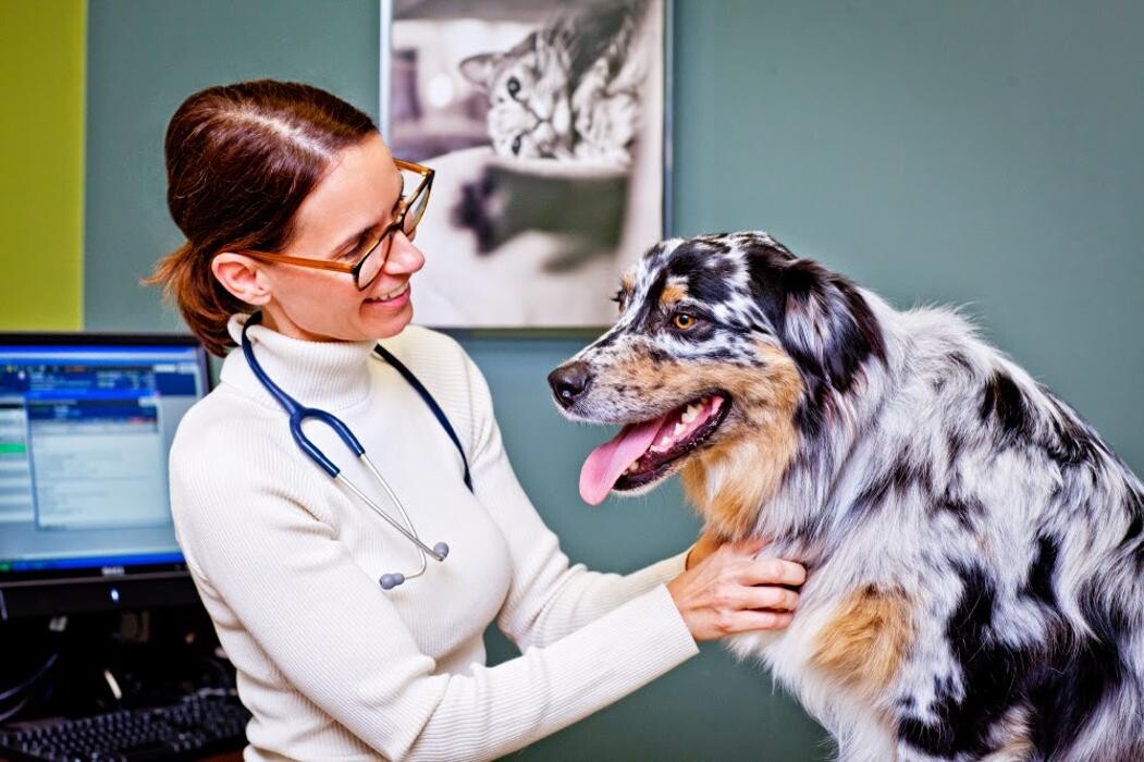 Images Veterinary Specialty Hospital - North County