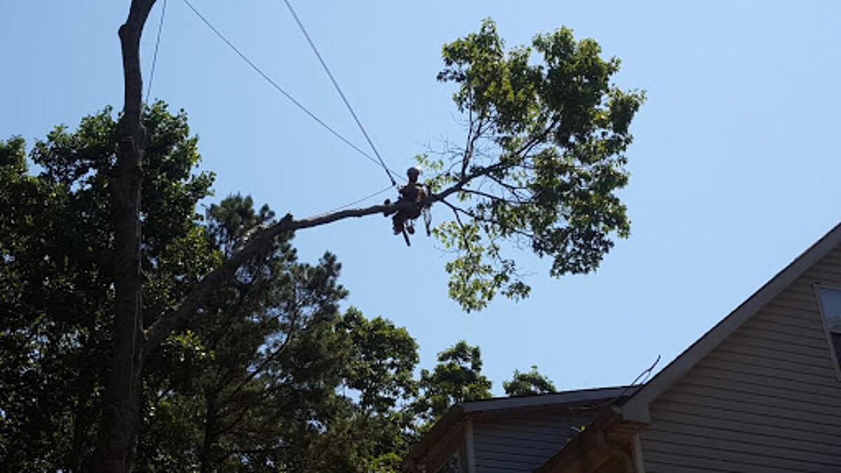 Images McAbee Tree Care