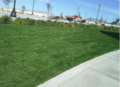 Images Emerald Turf Farms