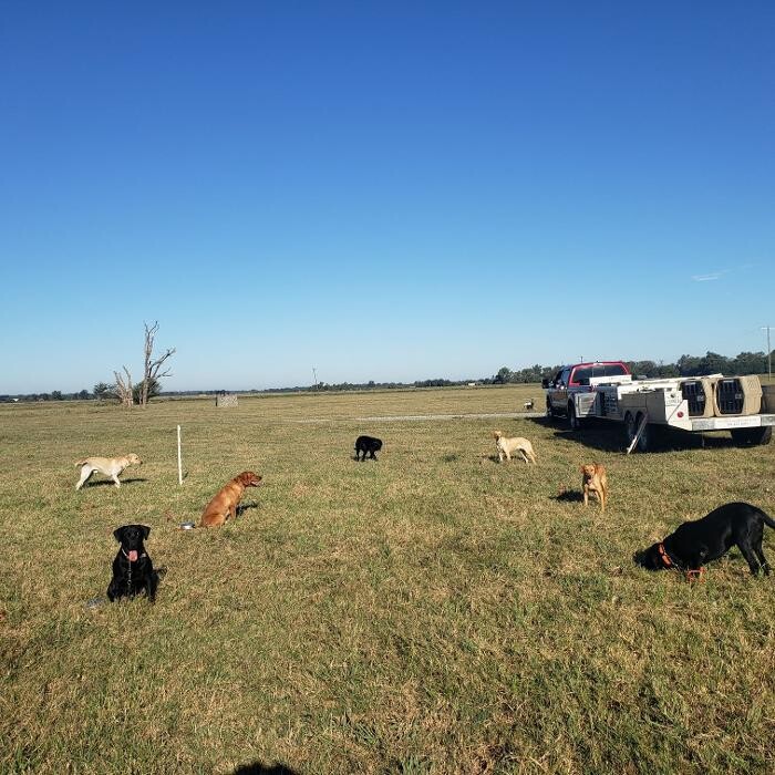 Images Midnight Retrievers LLC