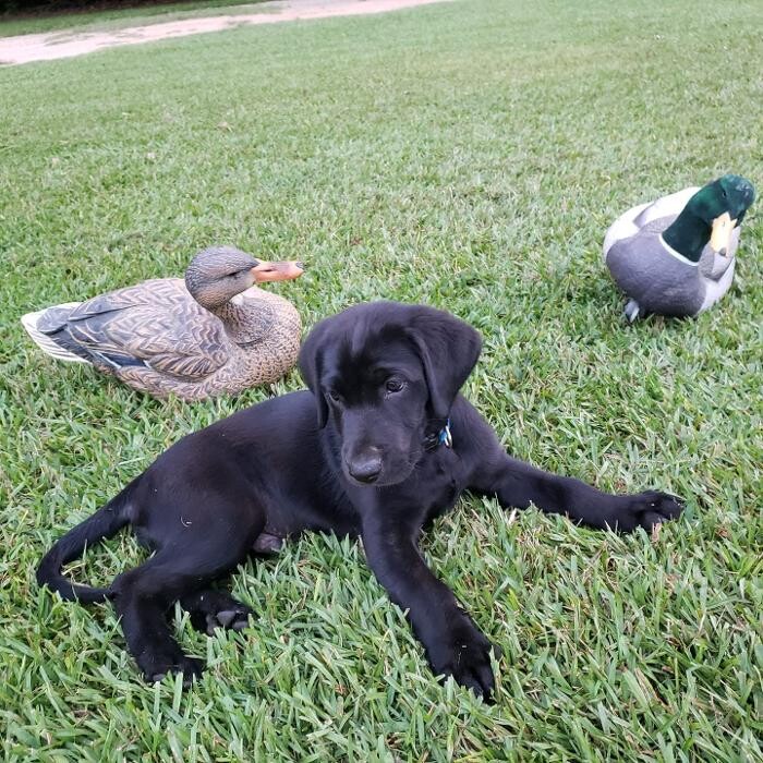 Images Midnight Retrievers LLC