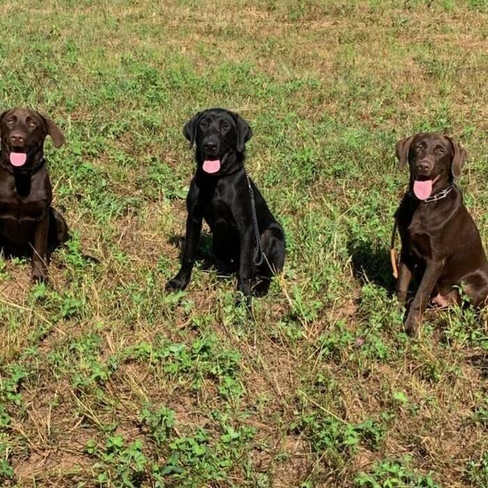 Images Midnight Retrievers LLC