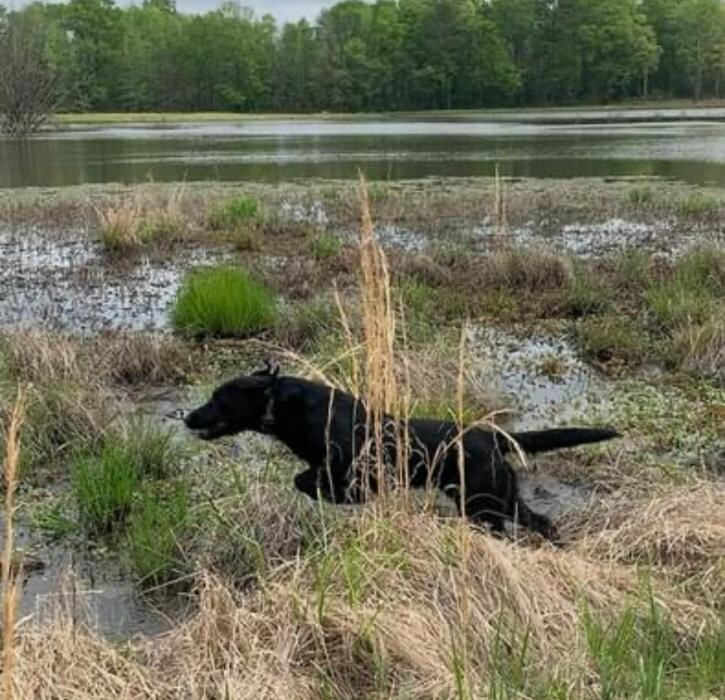 Images Midnight Retrievers LLC