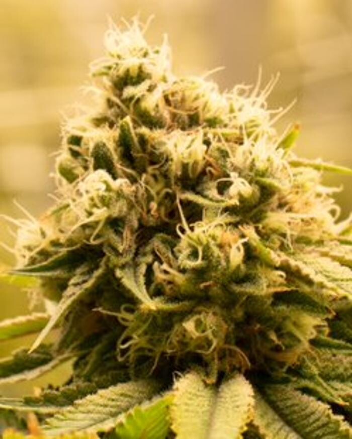 Images Lume Cannabis Dispensary Escanaba, MI