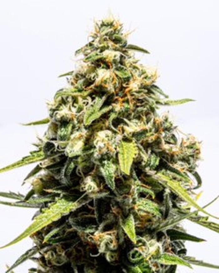 Images Lume Cannabis Dispensary Petersburg, MI