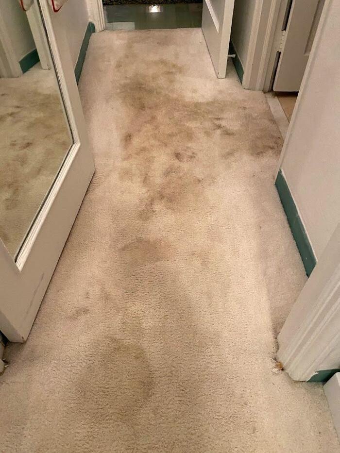 Images 3D Carpet Cleaners Hollywood FL