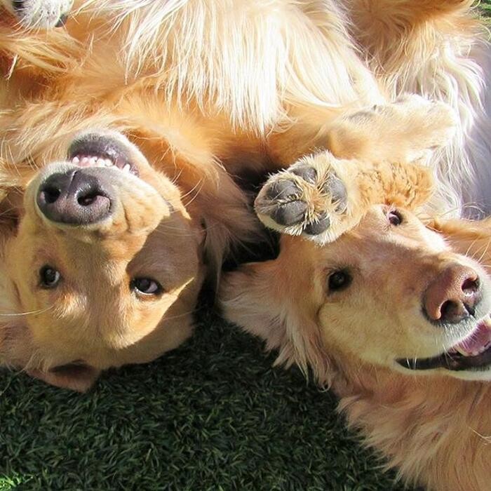 Images Come Sit Stay Pet Resort