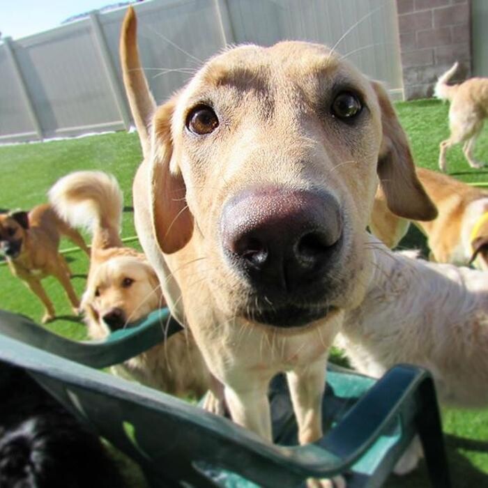 Images Come Sit Stay Pet Resort