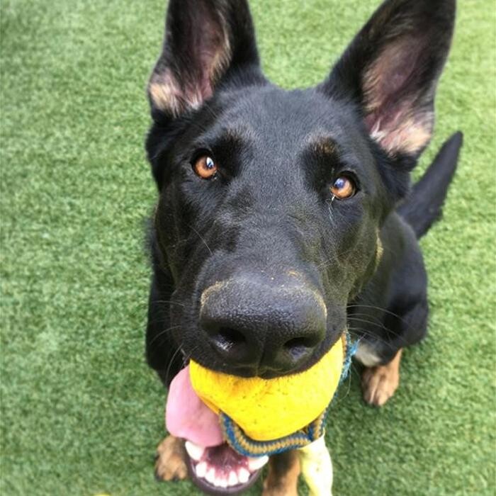 Images Come Sit Stay Pet Resort