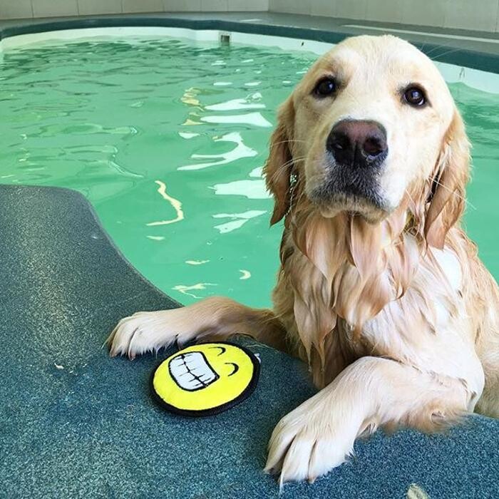Images Come Sit Stay Pet Resort