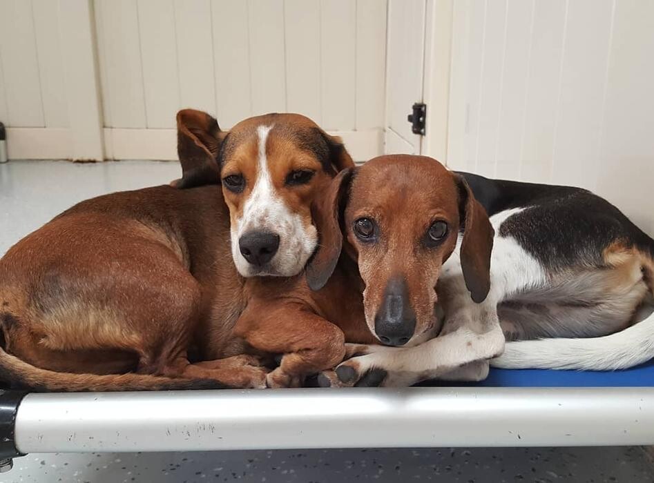 Images Come Sit Stay Pet Resort