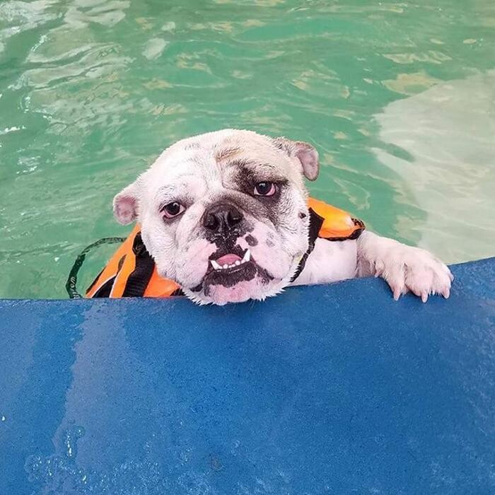 Images Come Sit Stay Pet Resort