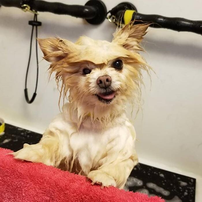 Images Come Sit Stay Pet Resort