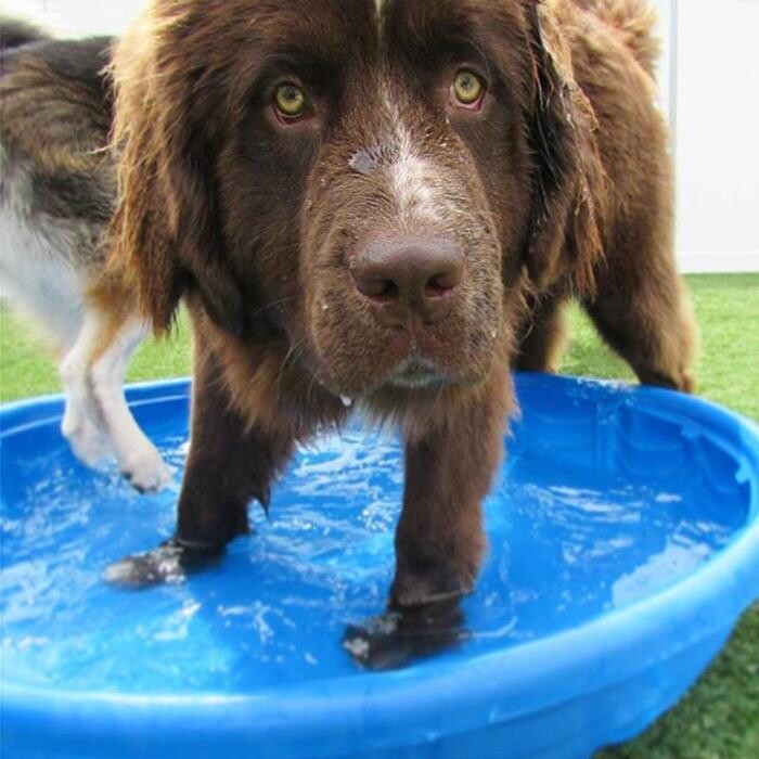 Images Come Sit Stay Pet Resort
