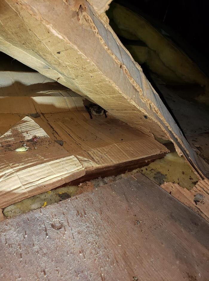 Images Pest Patrol, Inc.