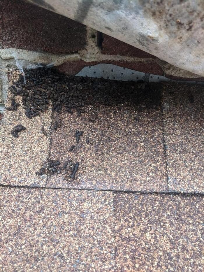 Images Pest Patrol, Inc.