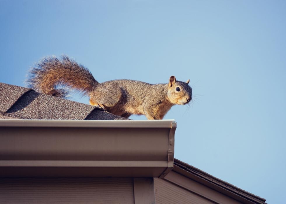 Images Pest Patrol, Inc.