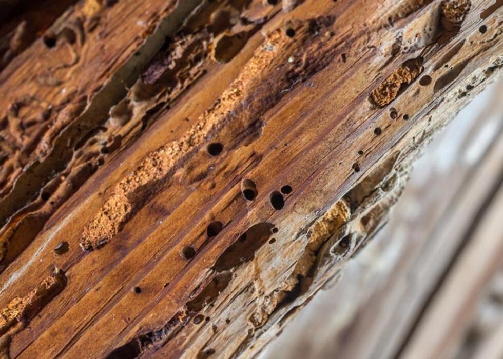 Images Pest Patrol, Inc.