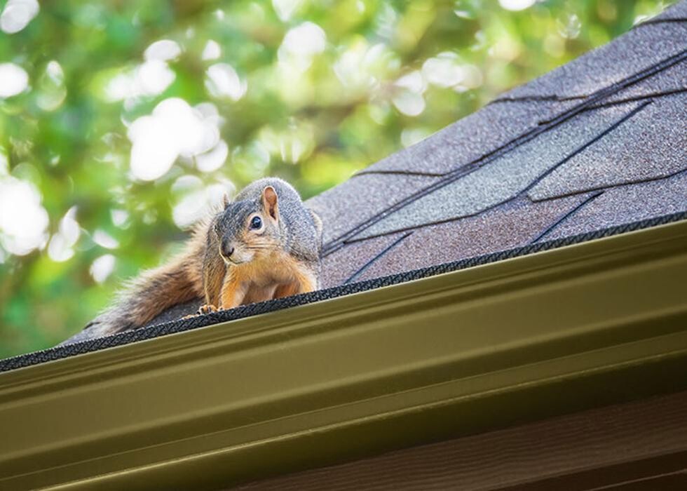 Images Pest Patrol, Inc.