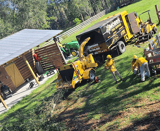 Images Morris Tree Service