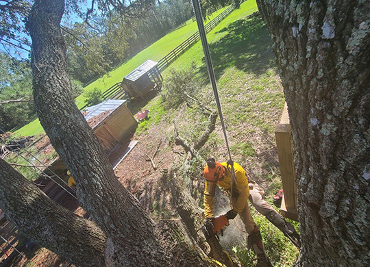 Images Morris Tree Service