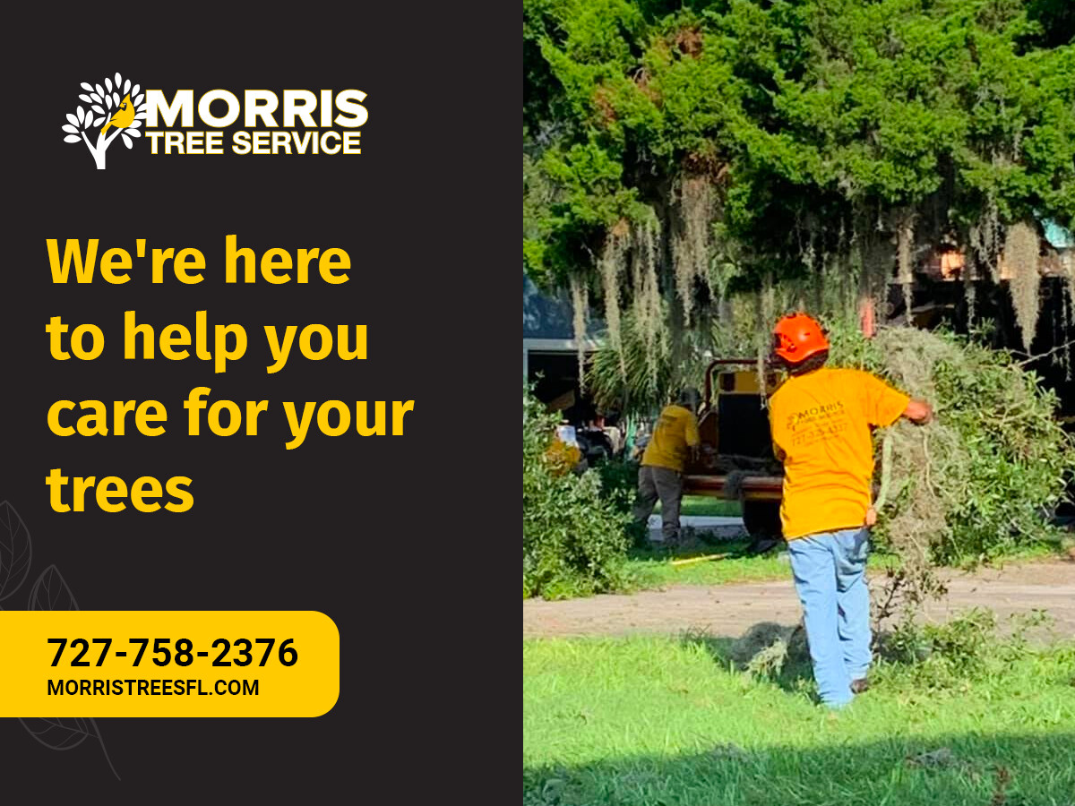 Images Morris Tree Service