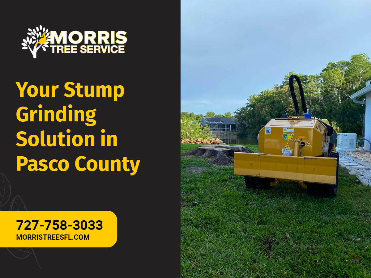 Images Morris Tree Service