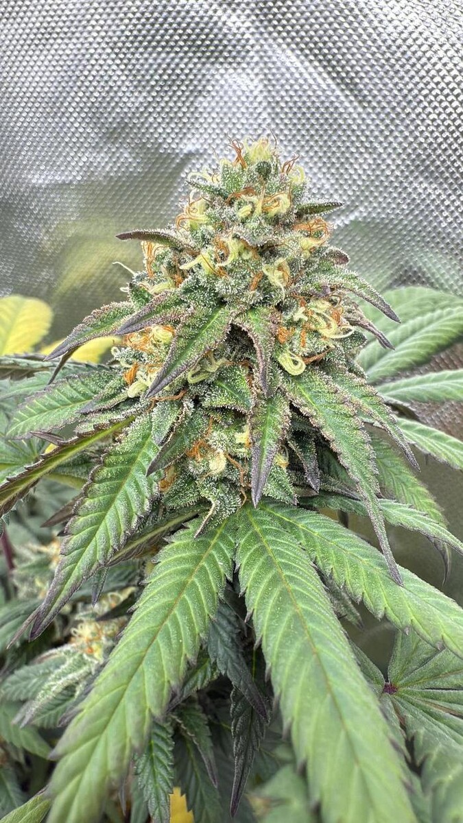 Images Seed Connect