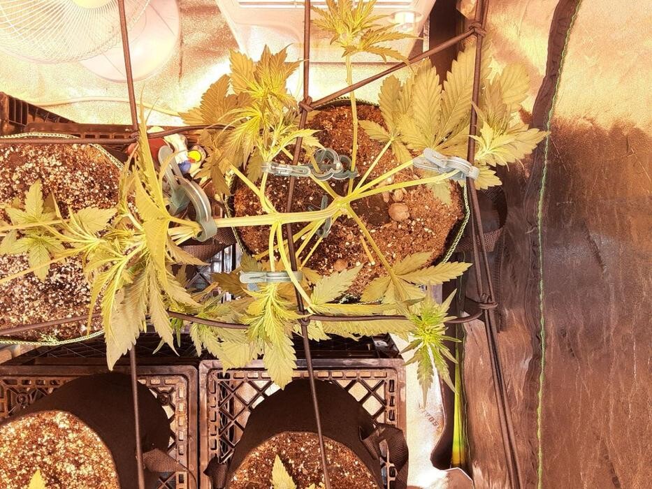 Images Seed Connect
