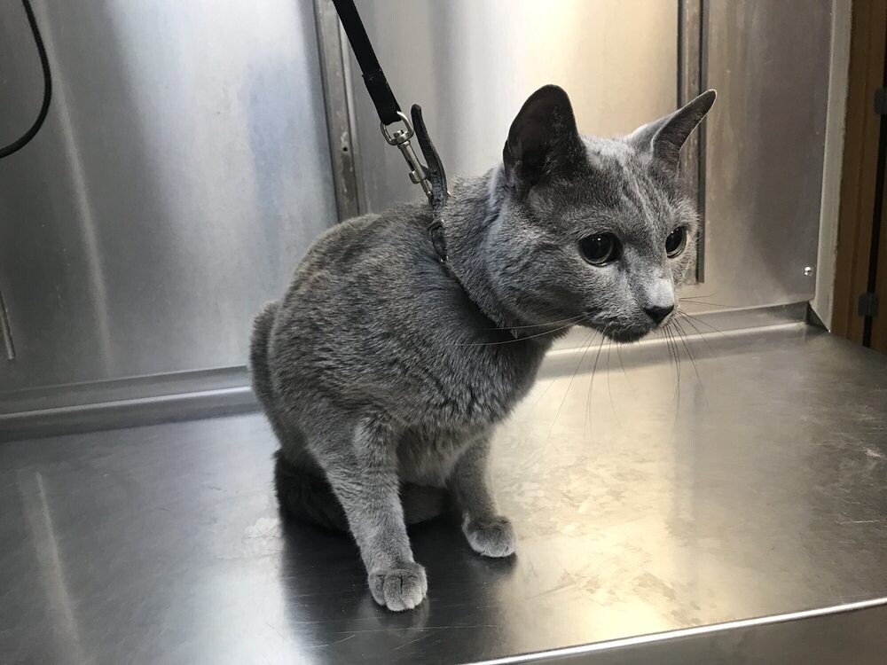 Images Call Ahead Veterinary