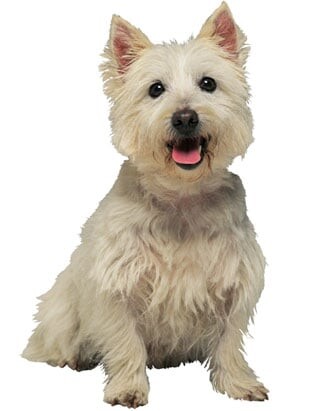 Images Call Ahead Veterinary