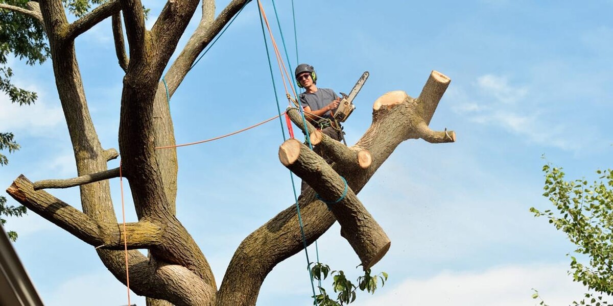 Images TreeTech TX