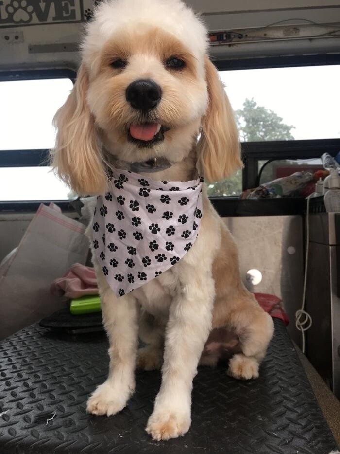 Images More Than A Bath - Mobile Grooming