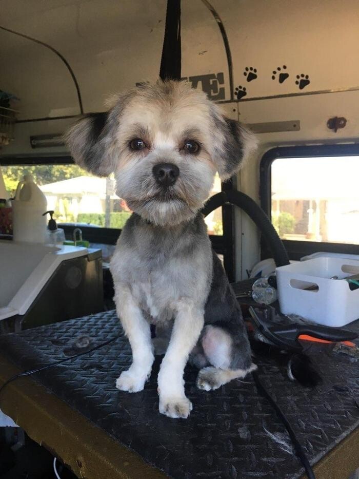 Images More Than A Bath - Mobile Grooming