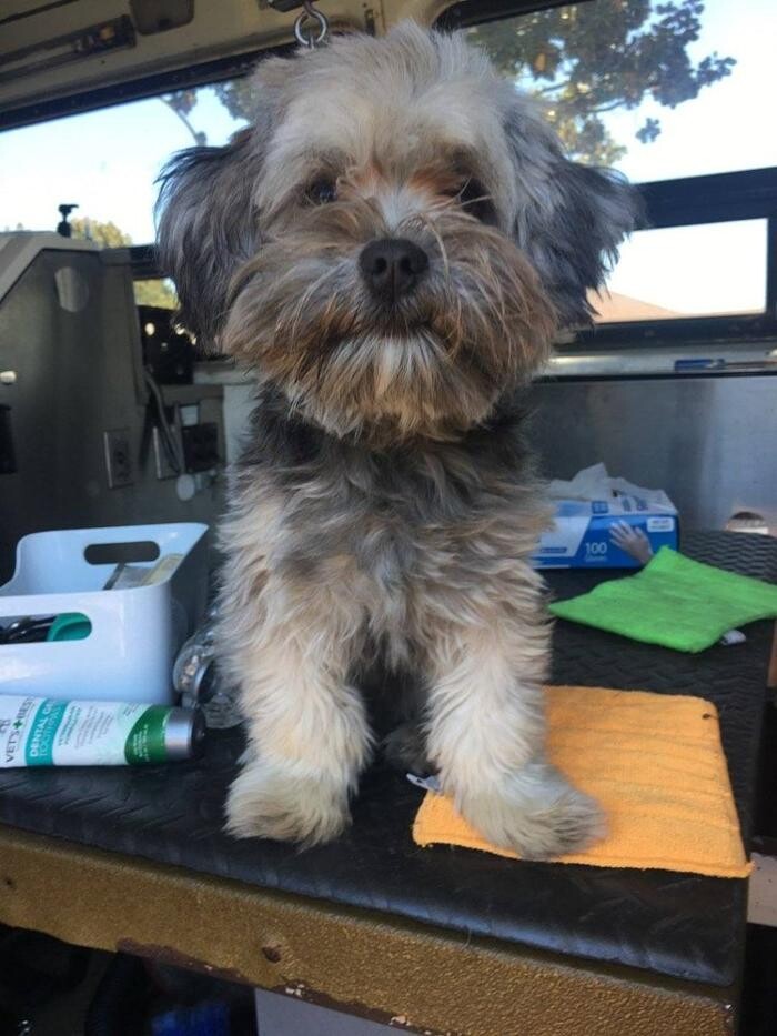 Images More Than A Bath - Mobile Grooming