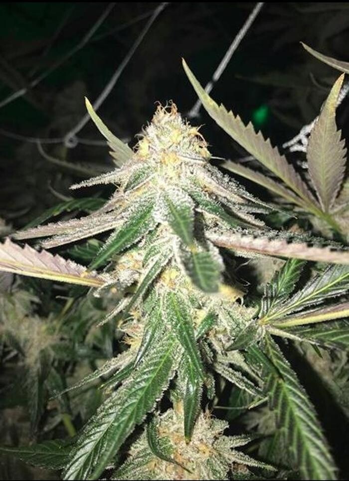 Images Traditional DTLA - Cannabis Dispensary