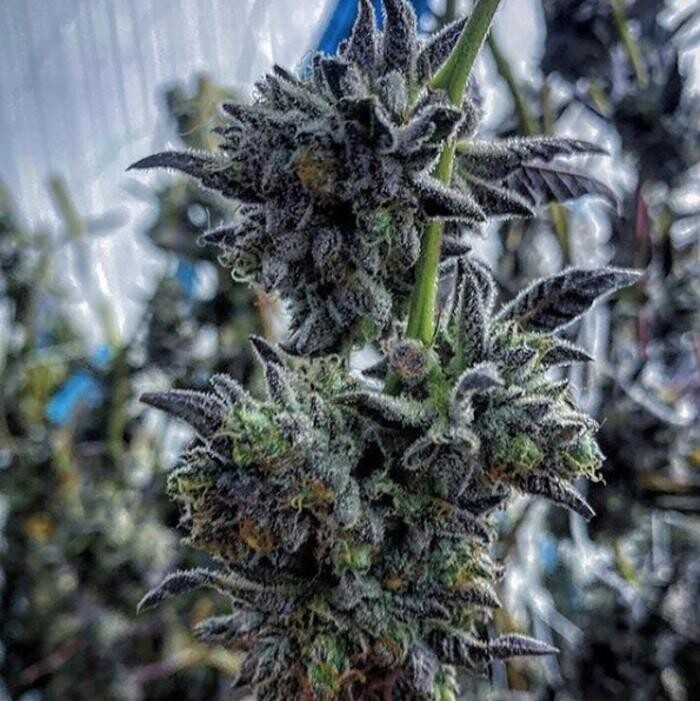 Images Traditional DTLA - Cannabis Dispensary