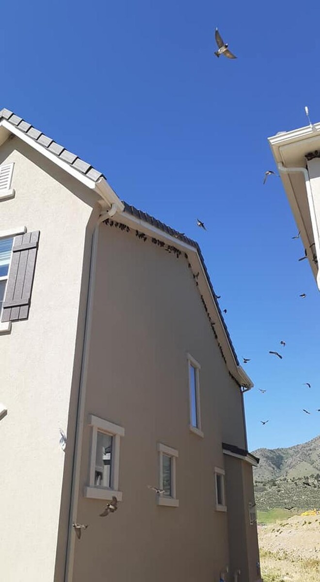 Images Farewell Birds and Pest Solutions