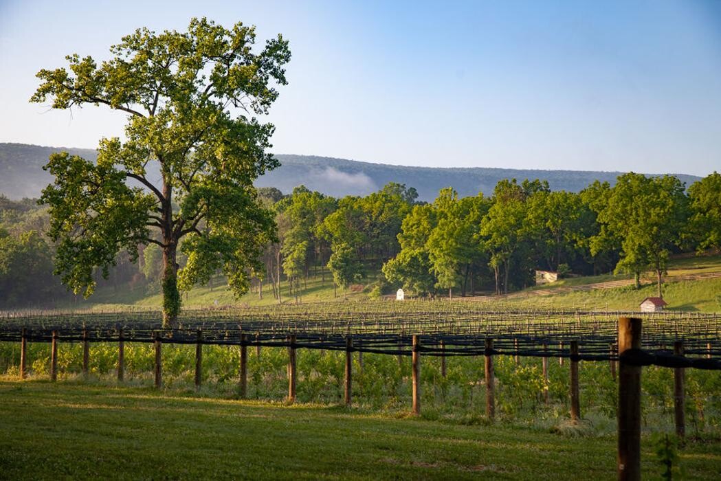 Images Muse Vineyards