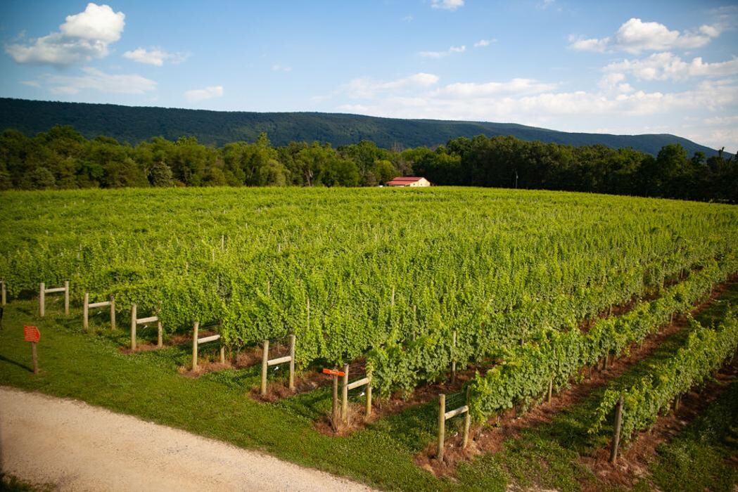 Images Muse Vineyards