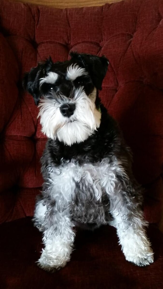 Images Canyon's Miniature Schnauzers